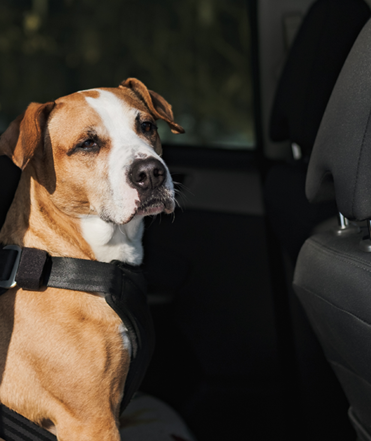 dog buckled into backseat of car