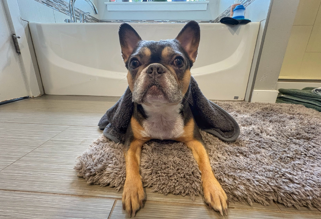 dog with towel after bath