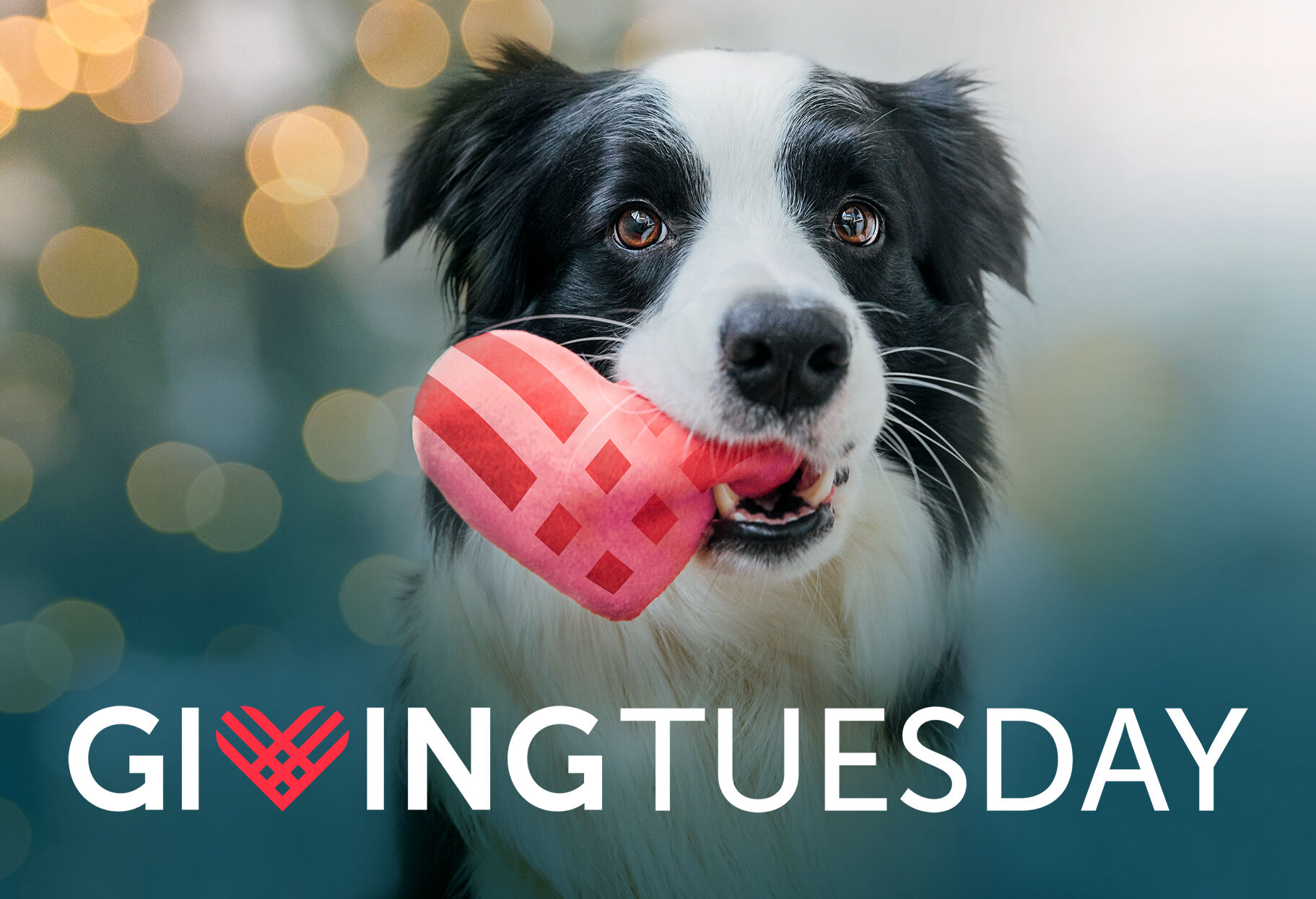 dog holding heart plush toy in its mouth