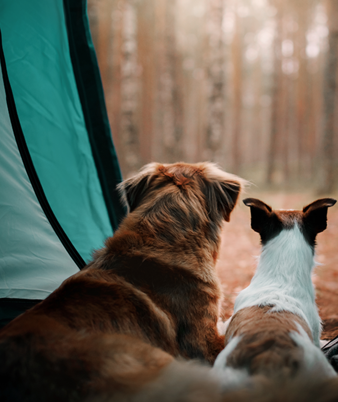two dogs inside a tent looking outside