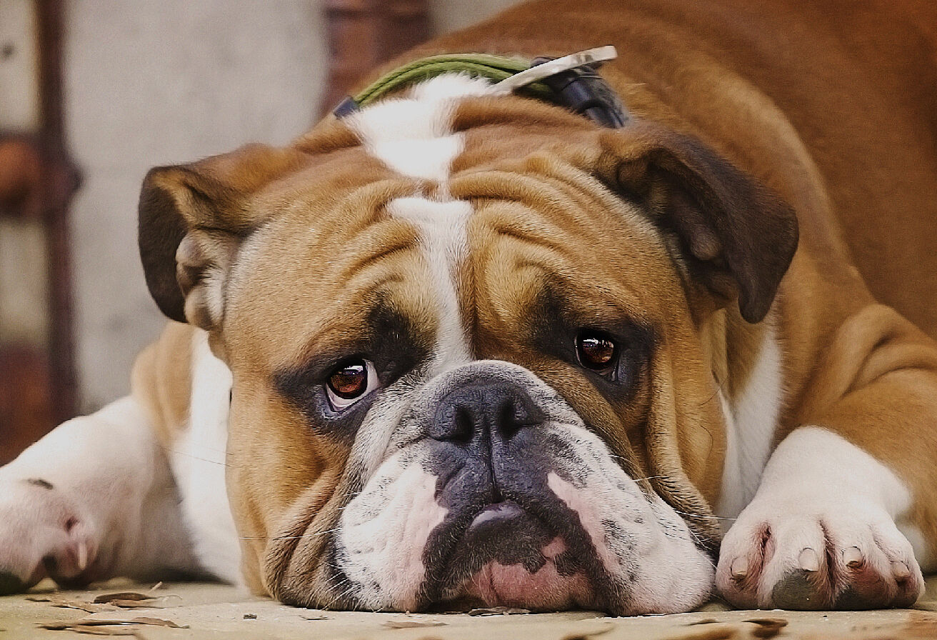 dog laying down
