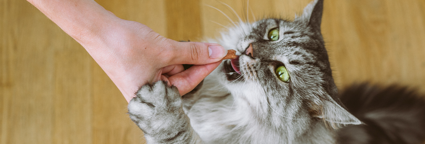 hand feeding treat to cat