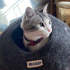 cat looking out from Mud Bay enclosed cave bed