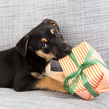 dog chewing on holiday wrapped present