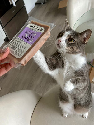 cat reaching towards hand holding packet of Smalls Gently Cooked Food