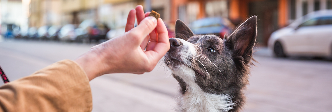 hand feeding treat to dog