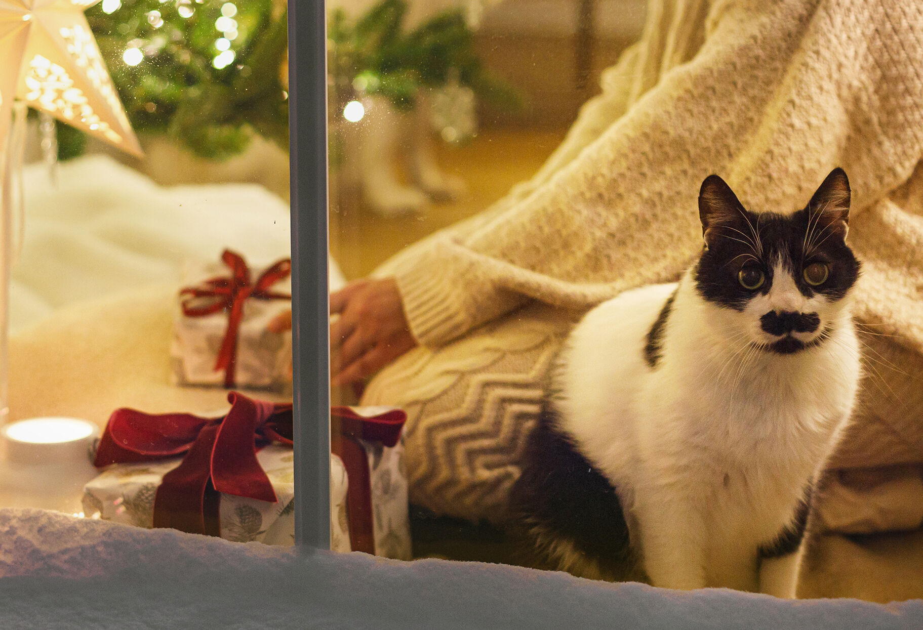 cat looking out window with tree and presents inside