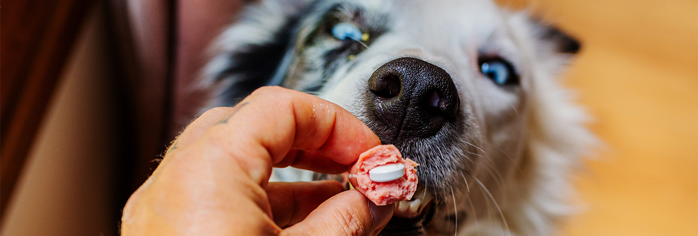hand feeding dog pill inside capsule