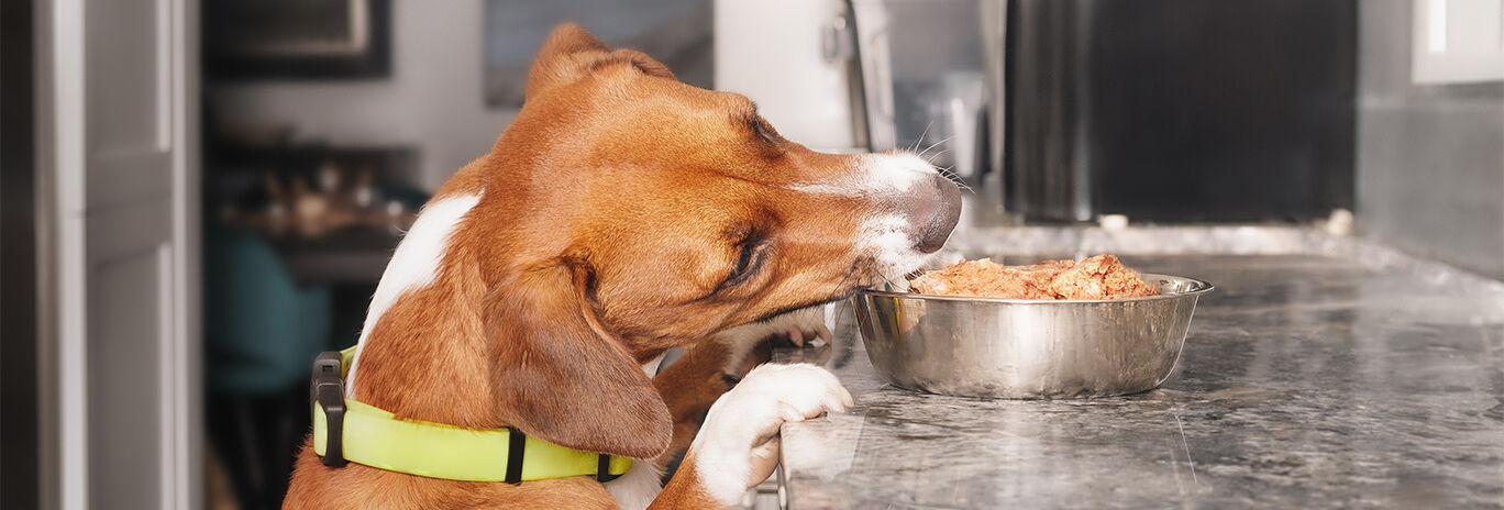 dog reaching to eat from bowl on counter