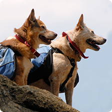 two dogs wearing outdoor packs looking out