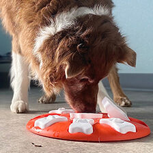 dog playing with interactive treat tray