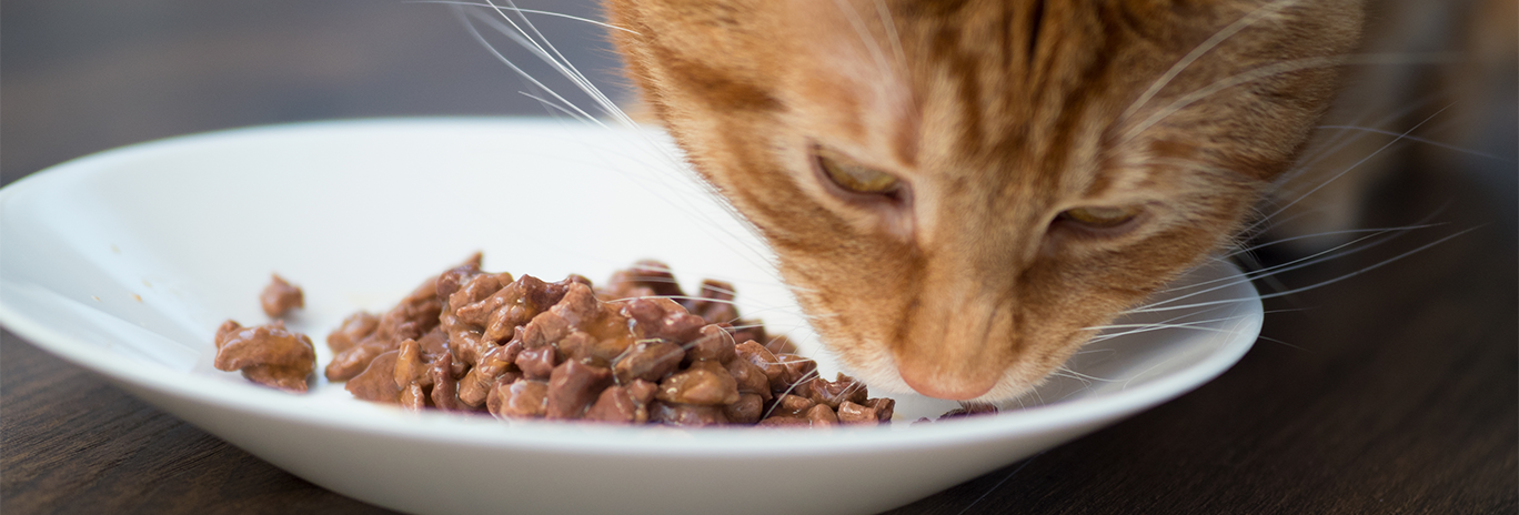 cat eating wet food off of plate