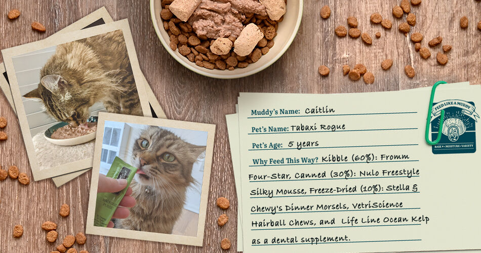 pictures of 5 year old cat Tabaxi Rogue