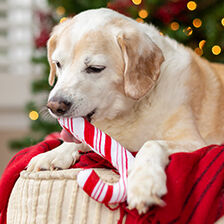 dog chewing on candy cane toy