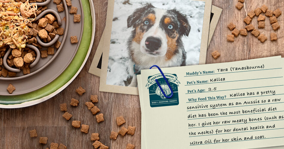 Tara has dog Kallea (2.5): "Kallea has a pretty sensitive system as an Aussie so a raw diet has been the most beneficial diet for her. I give her raw meaty bones (such as the necks) for her dental health and Ultra Oil for her skin and coat."