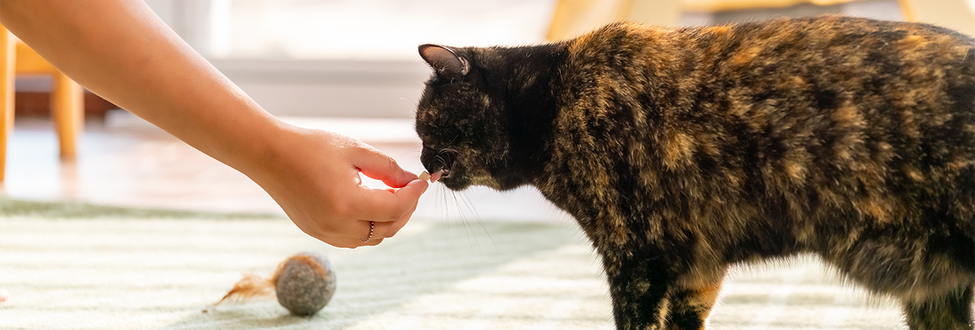 hand feeding cat