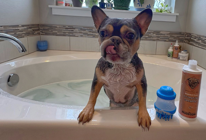 dog getting washed with Mud Bay pet shampoo and scrubber