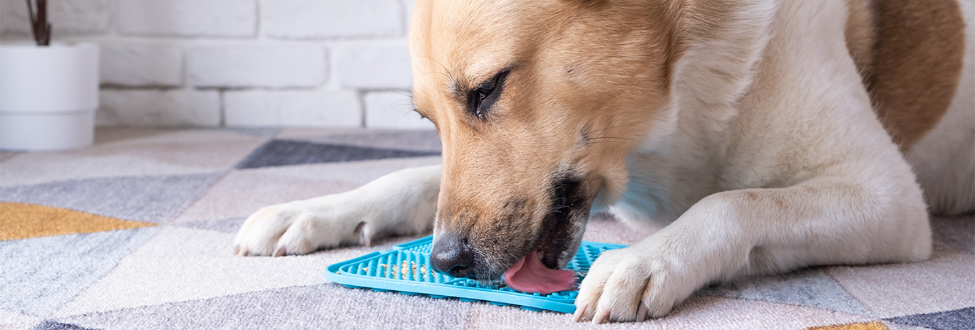 dog licking lick mat