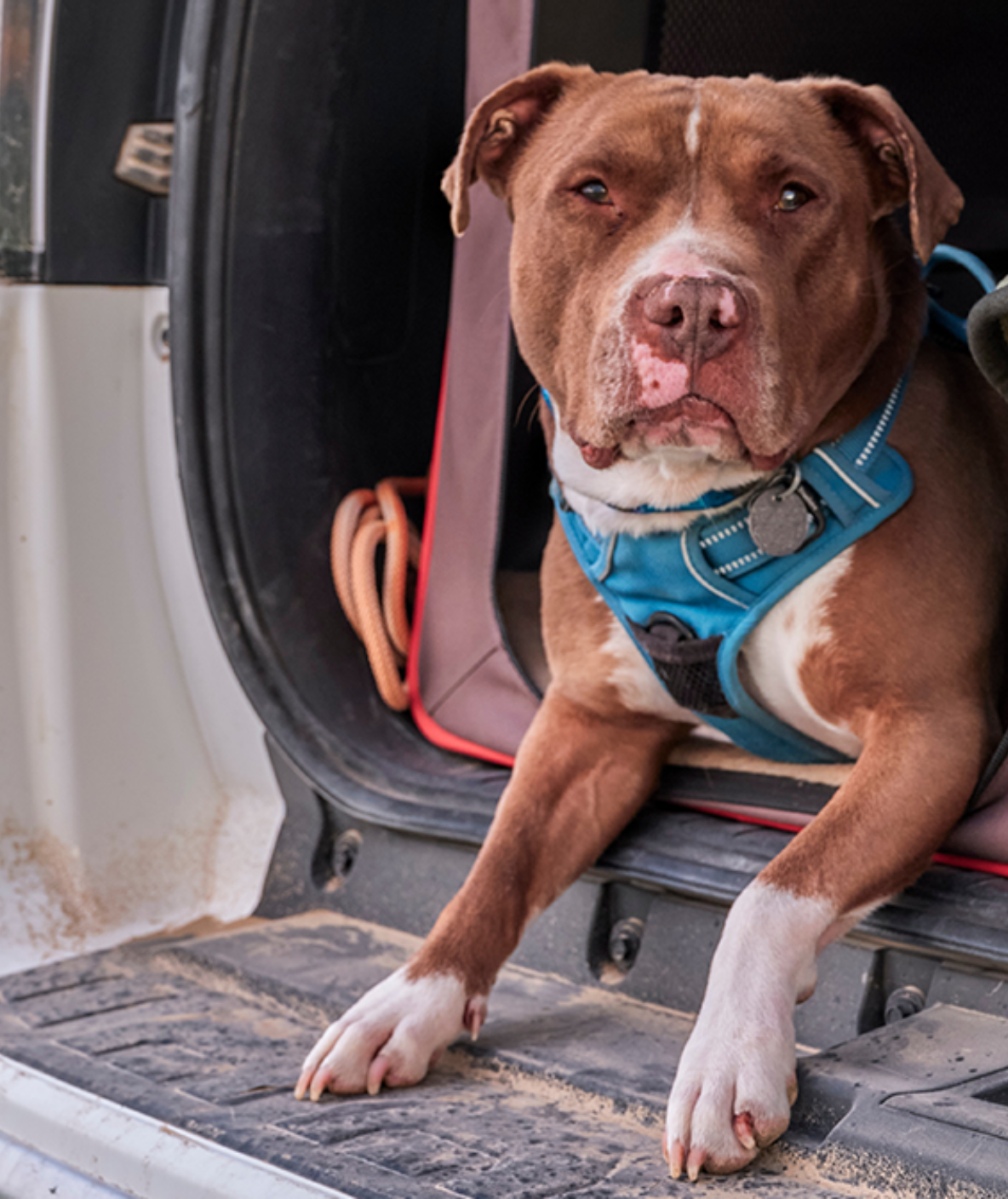 dog in kennel in trunk of car