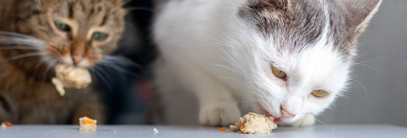 cats eating