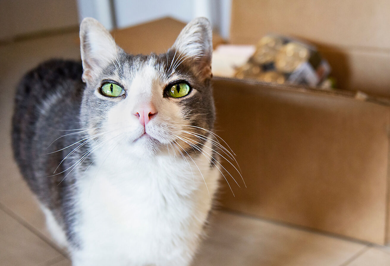 cat with green eyes