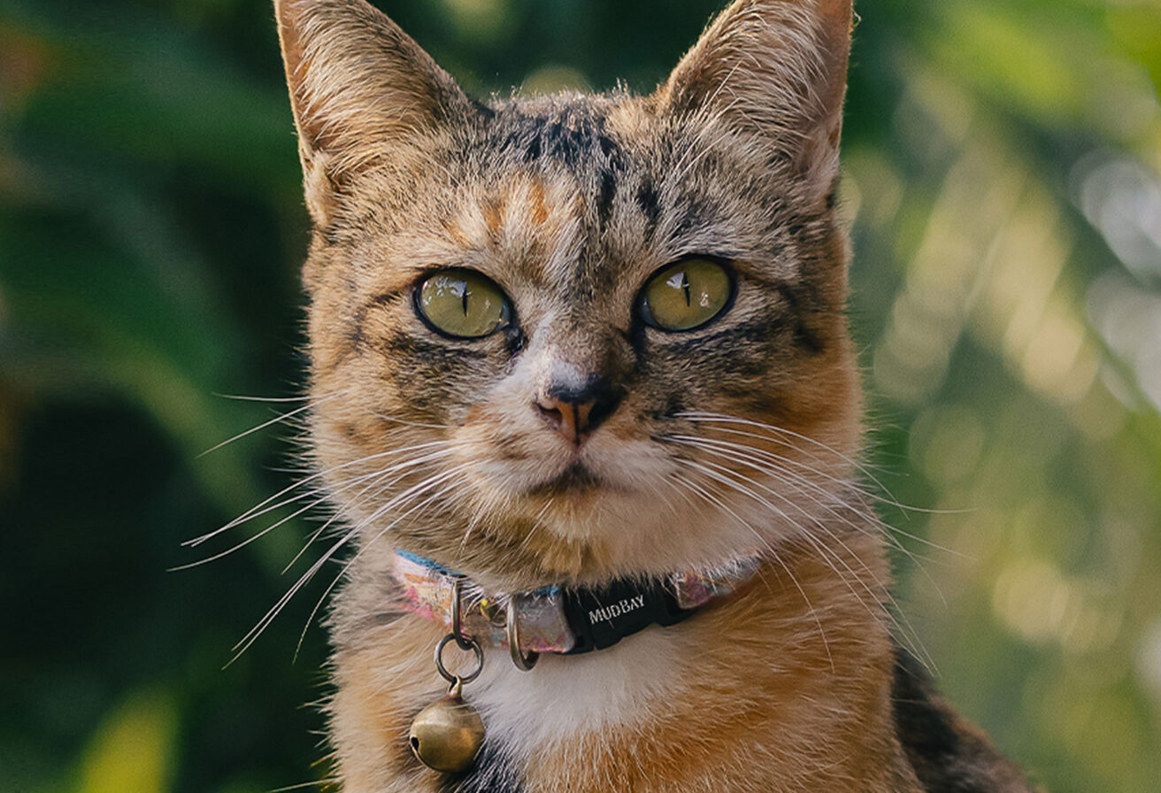 Mud Bay | Mud Bay Pet Store | Homepage