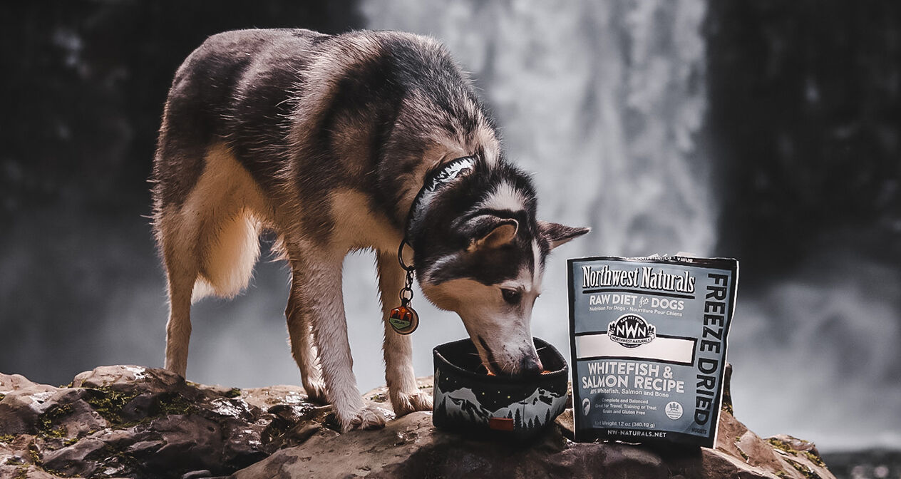 dog eating out of travel bowl in front of a waterfall