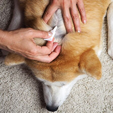 dog laying down while person apples Flea & Tick treatment