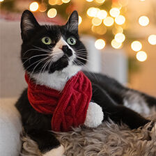 cat wearing a red scarf