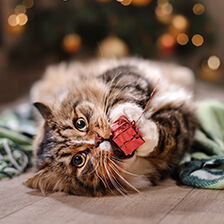 cat chewing on holiday wrapped present