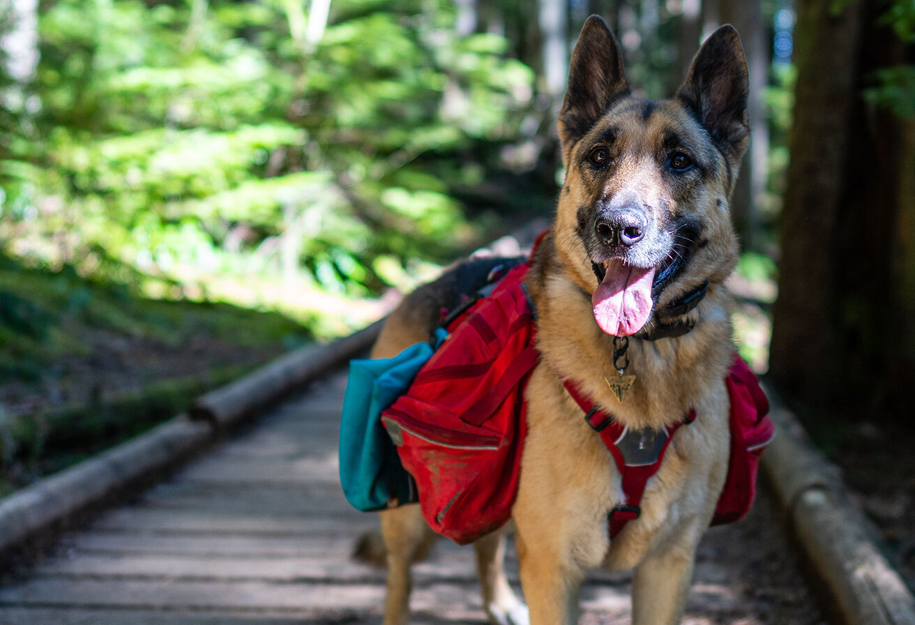 dog wearing outdoor pack on trail