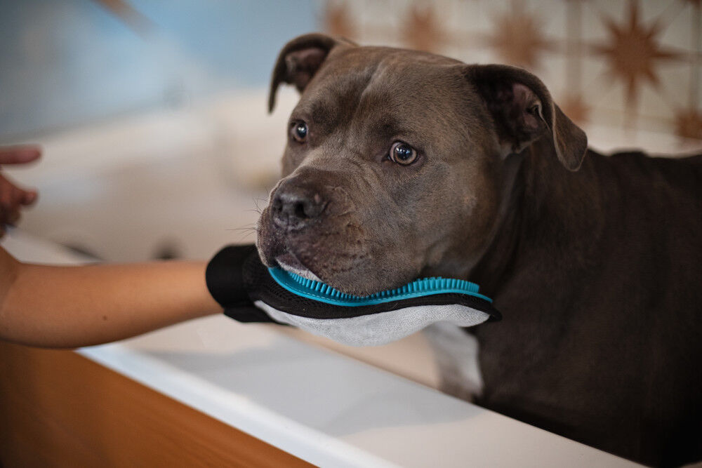 Blue collar dog new arrivals grooming