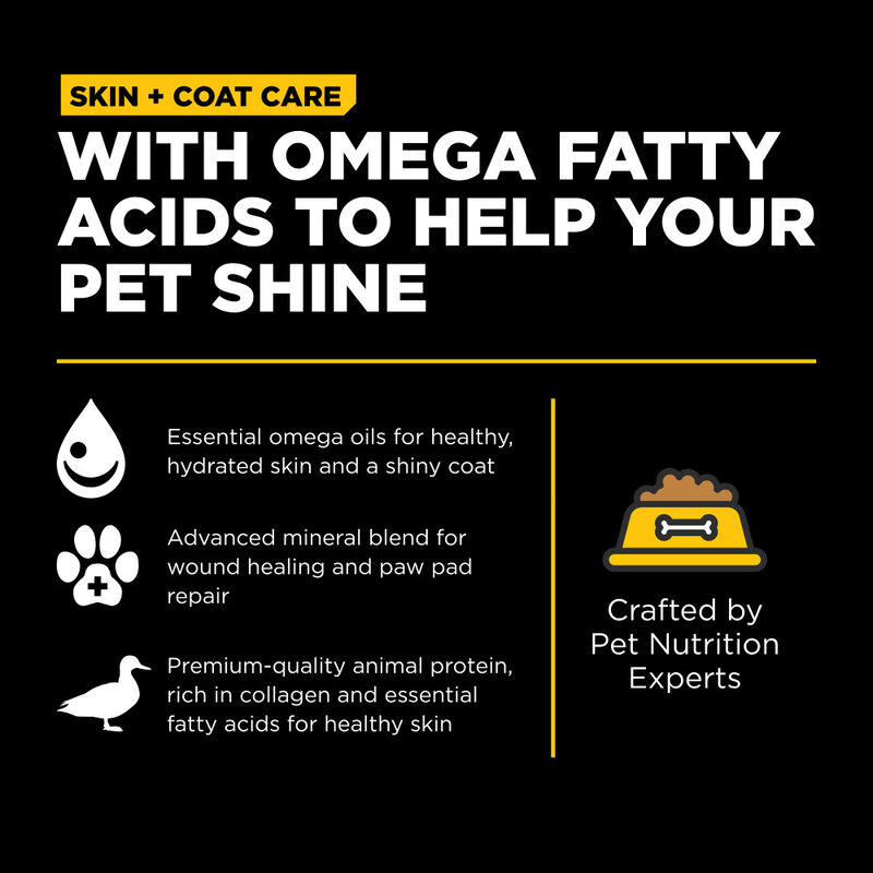 How to Get a Shiny Coat on a Dog: 5 Expert Tips