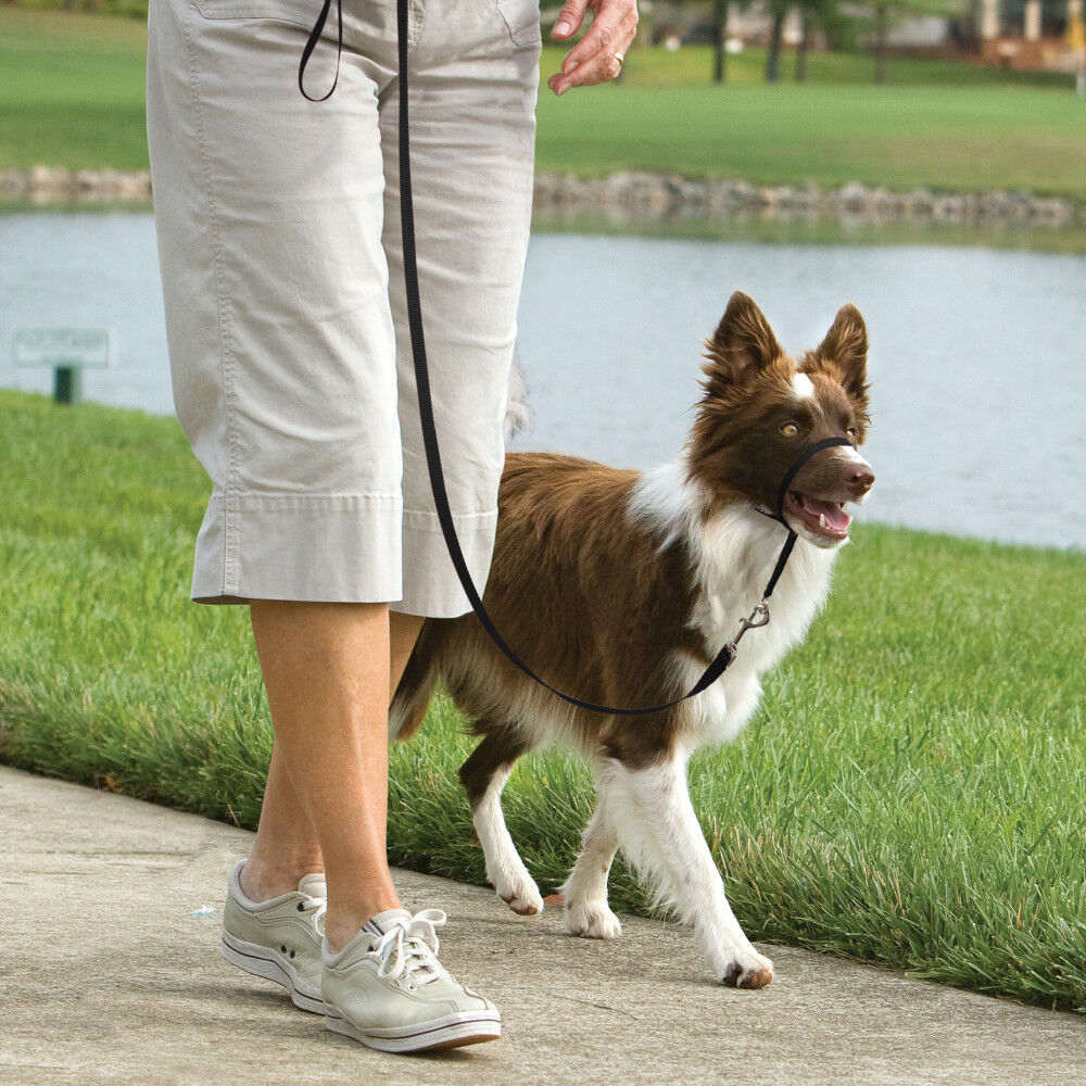 Mud Bay Buy PetSafe Gentle Leader Headcollar No Pull Dog Collar