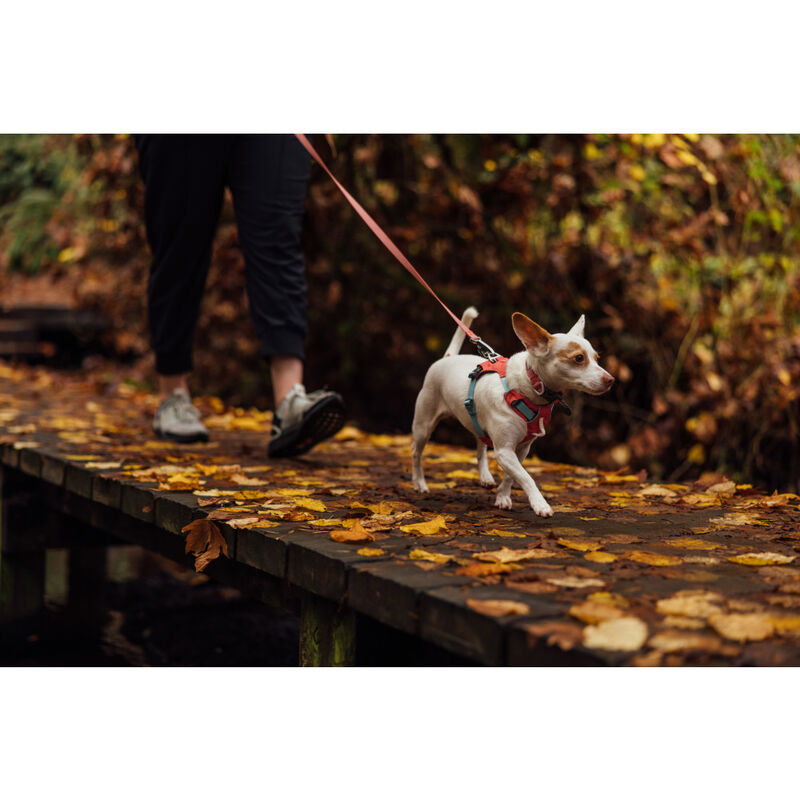 Ruffwear Hi & Light Lightweight Dog Harness, Salmon Pink image number null