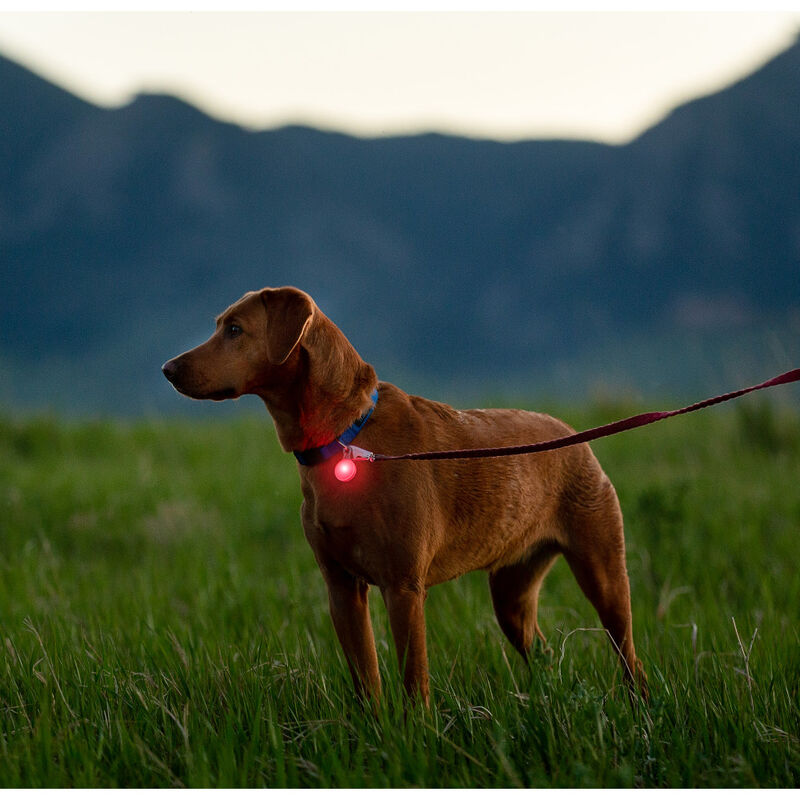 Nite Ize SpotLit Rechargeable LED Dog Collar Light, Classic, Disc-O Tech image number null