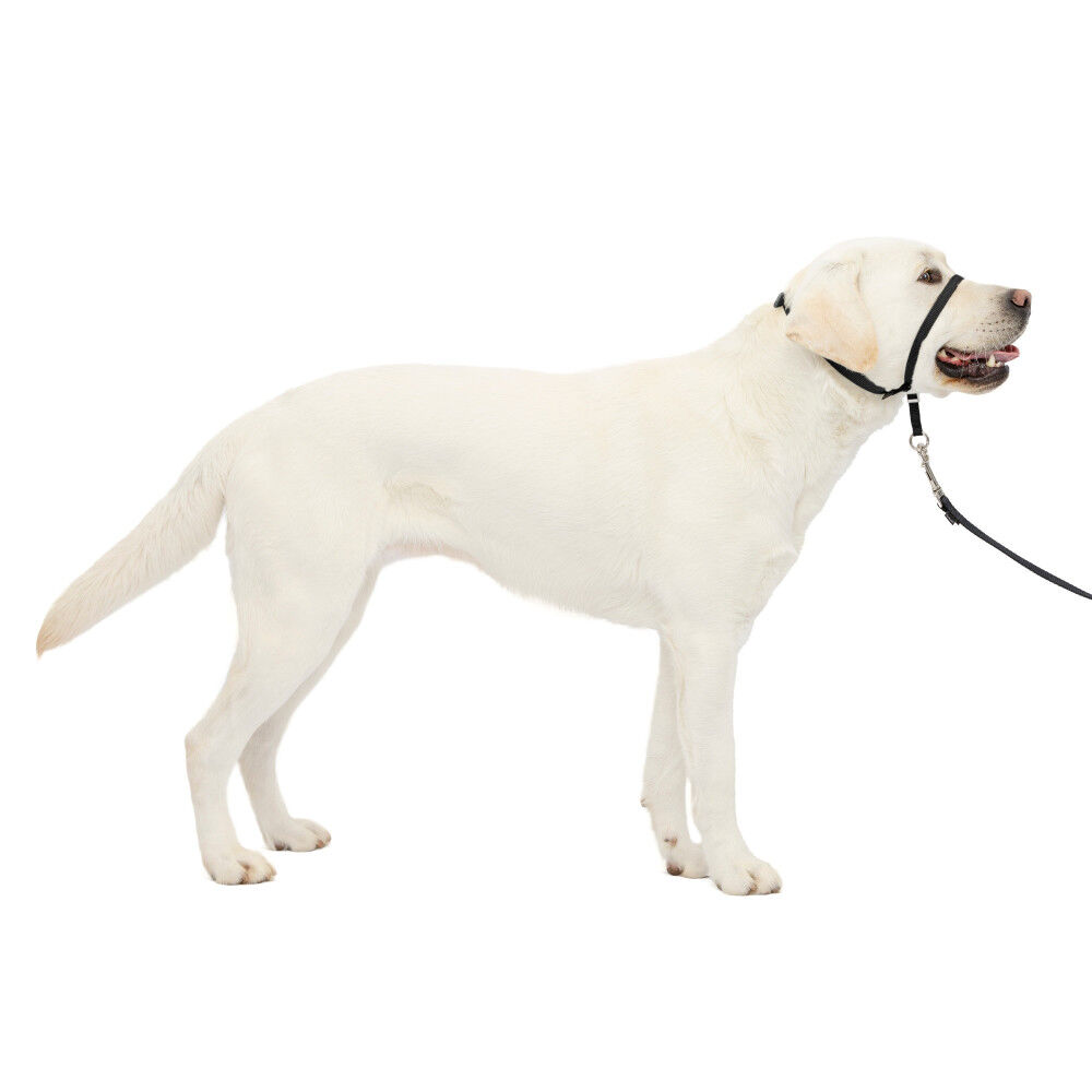 Mud Bay Buy PetSafe Gentle Leader Headcollar No Pull Dog Collar