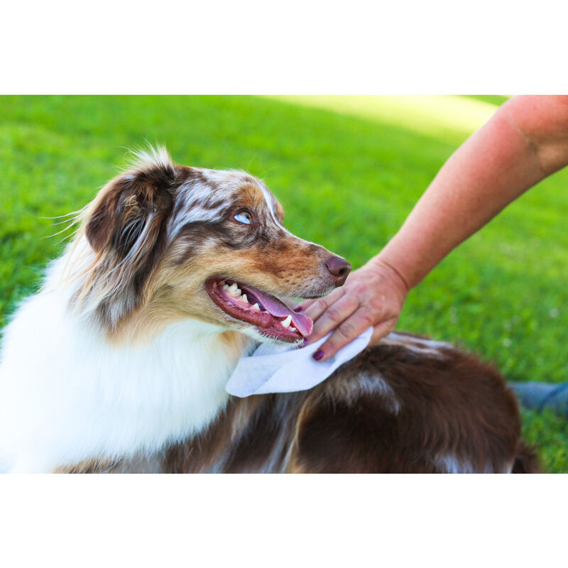 Earthbath Grooming Wipes for Dogs & Cats, Hypo-Allergenic Fragrance-Free, 100-count image number null