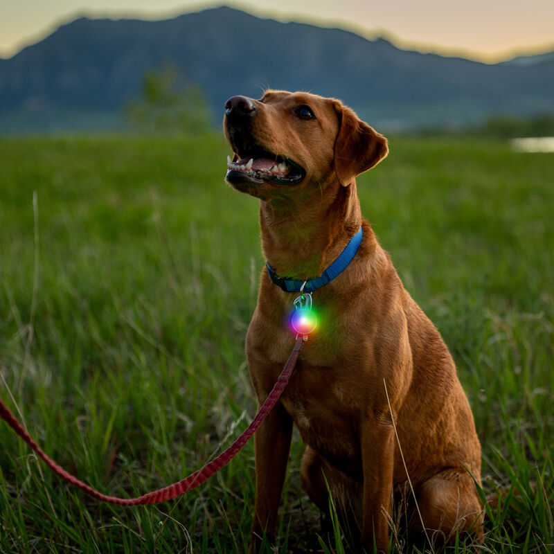 Nite Ize SpotLit Rechargeable LED Dog Collar Light, Classic, Disc-O Tech image number null