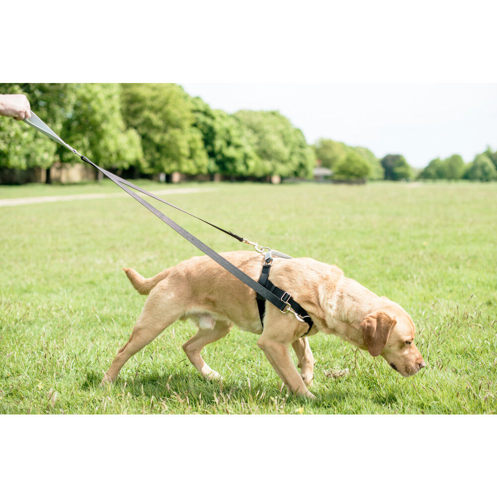 Freedom no pull dog harness store