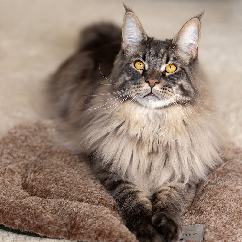 LeftPine x P.L.A.Y. Cat Bed, Crinkle image number null
