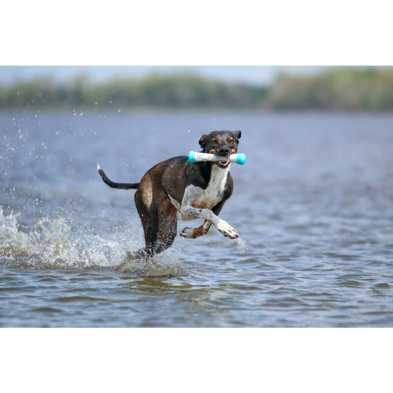 Totally Pooched Chew n' Squeak Stick Dog Toy image number null
