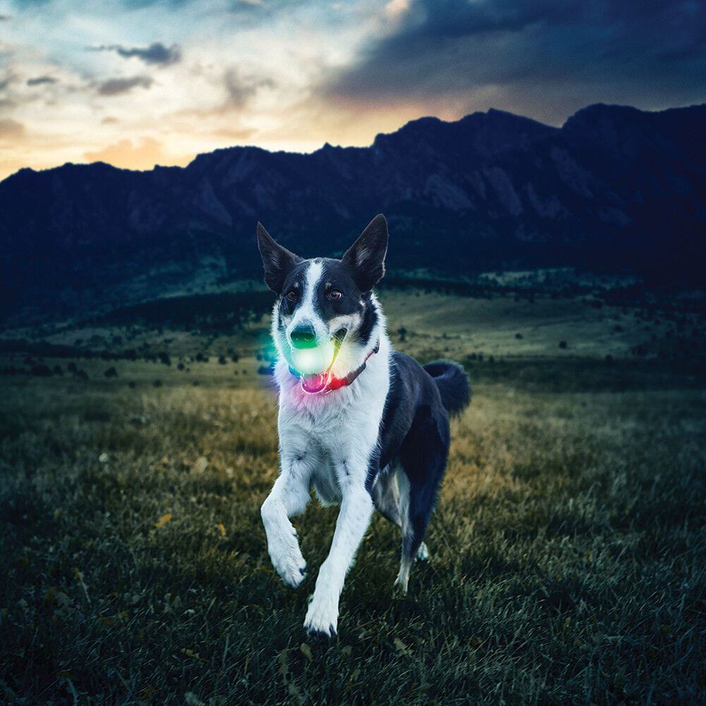 Mud Bay Buy Nite Ize GlowStreak LED Ball Dog Toy Disc O for USD