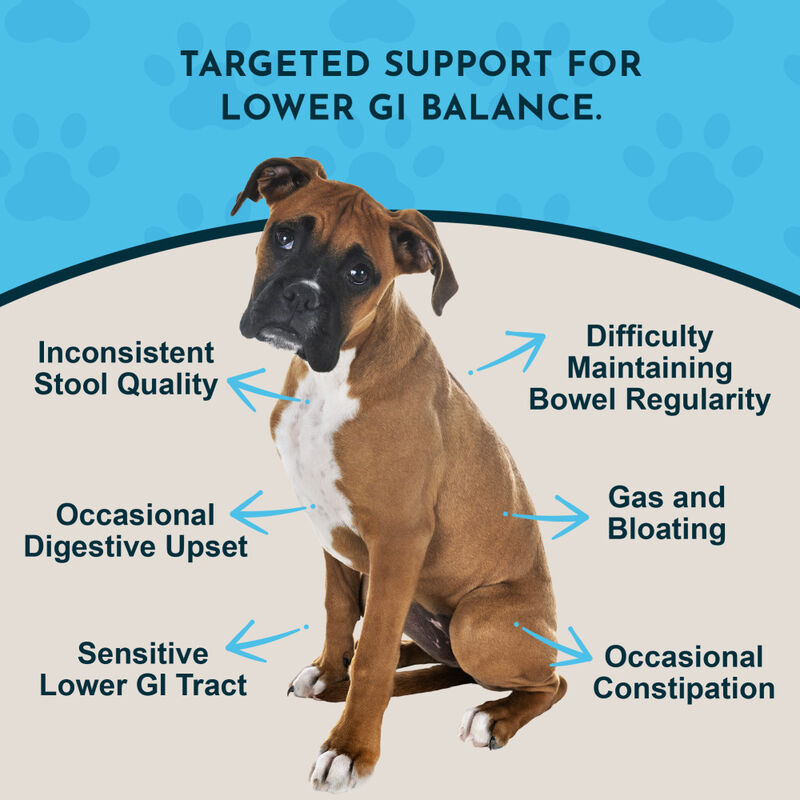Animal Essentials Colon Rescue Herbal GI Support Dog & Cat Supplement, Liquid, 1-oz image number null