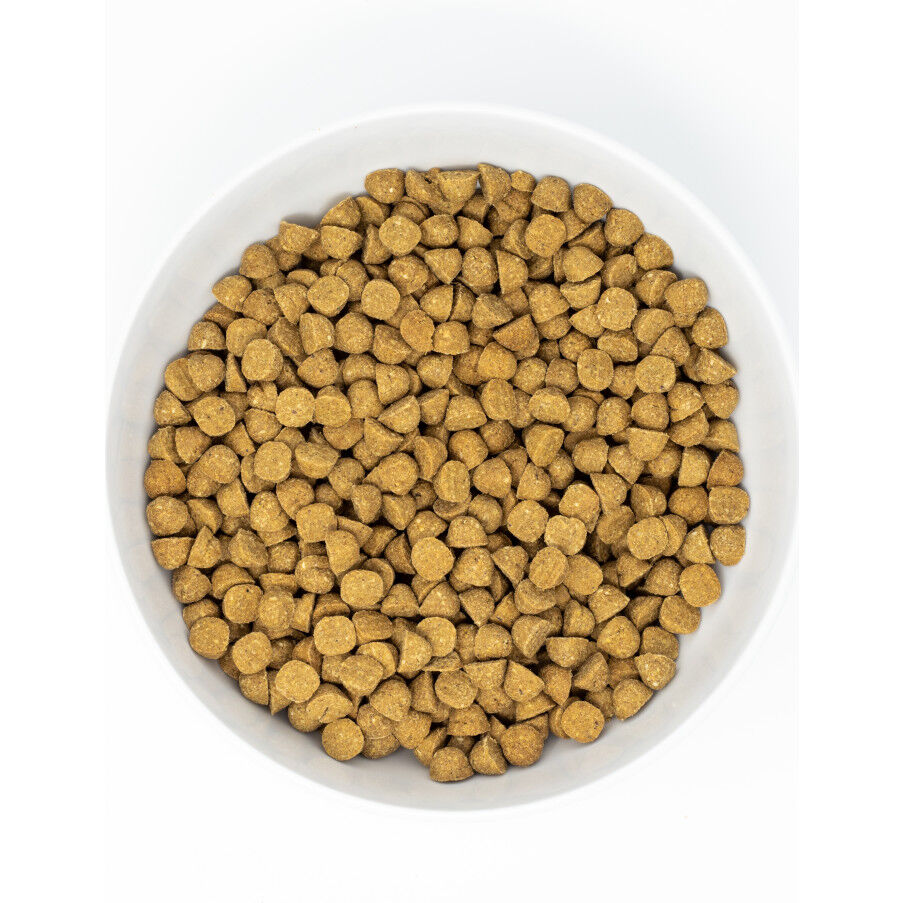 Stella and online chewy small breed