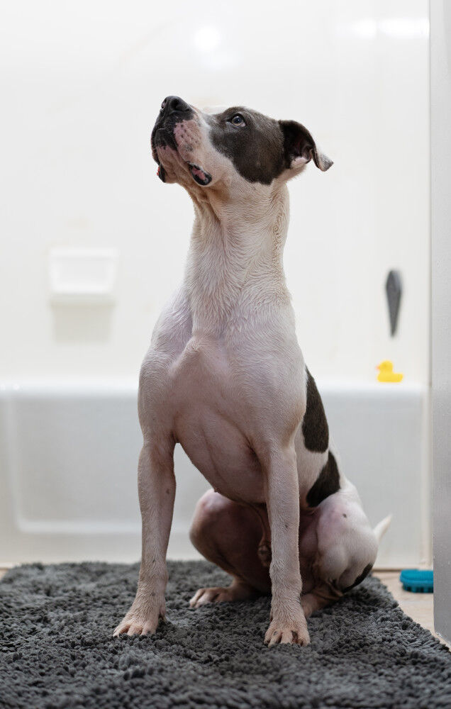 Dog towel 2025 with hand pockets