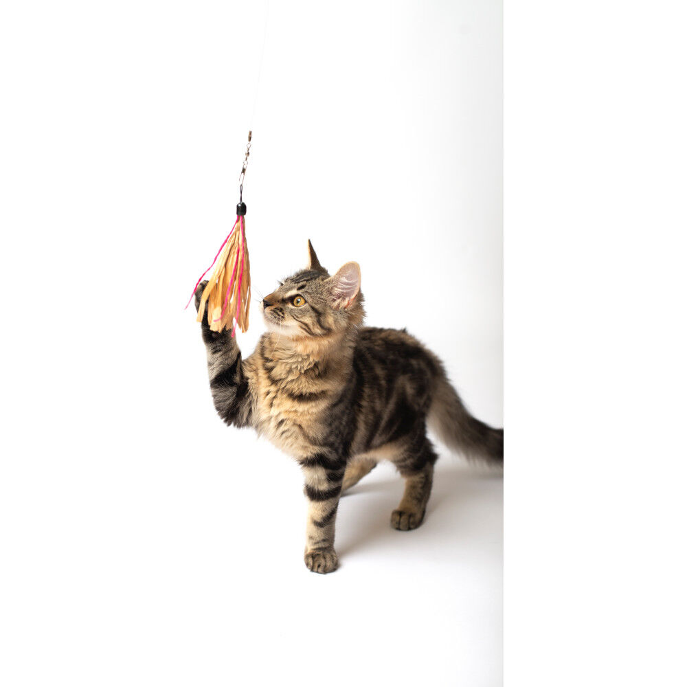 Cat wand toy attachments sales