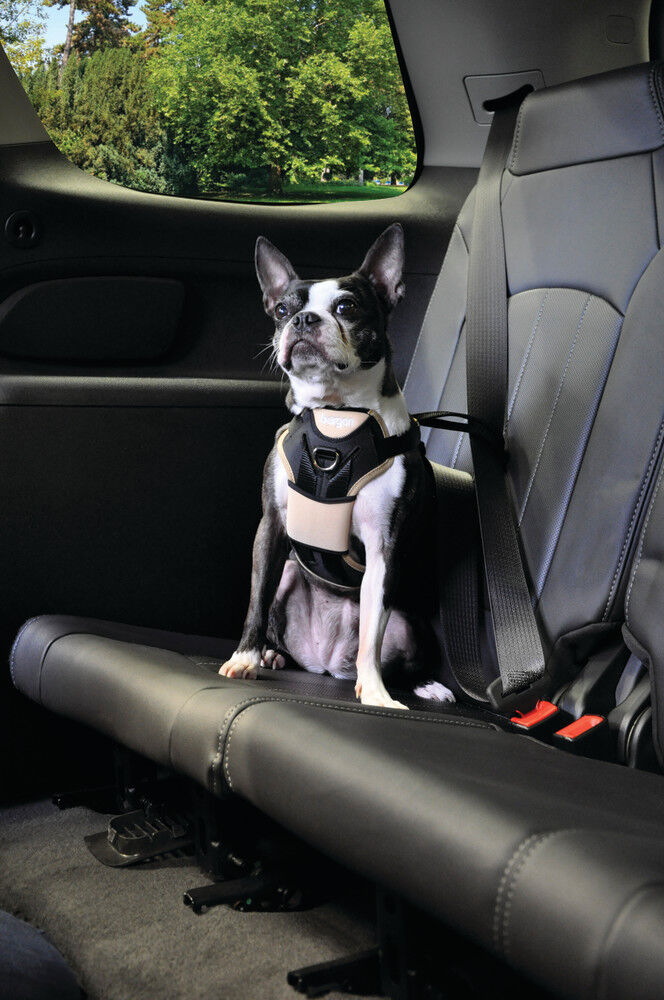 Bergan dog 2025 car harness