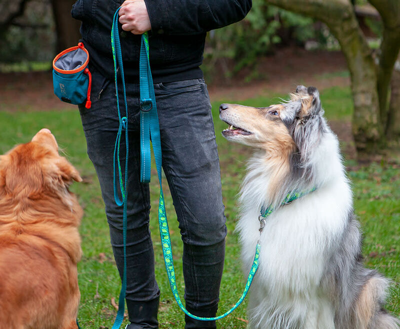 RC Pets Essential Dog Treat Bag, Heather Teal
