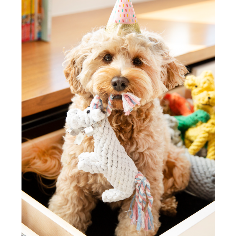 Mud Bay Buy Jax Bones Rope Dog Toy Unicorn 8 in for USD 14.99 MudBay